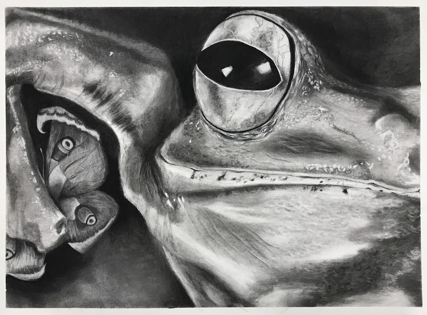 Duccini, Isabella / The Big Frog that Makes All the Rules / charcoal on paper / 2020