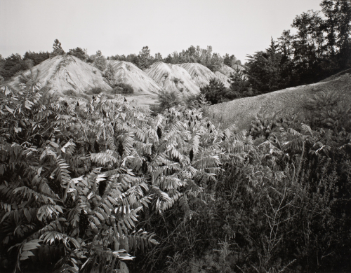 black and white landscape dominated by sumac trees in foreground and a row of similarly shaped hills, or dunes in distance