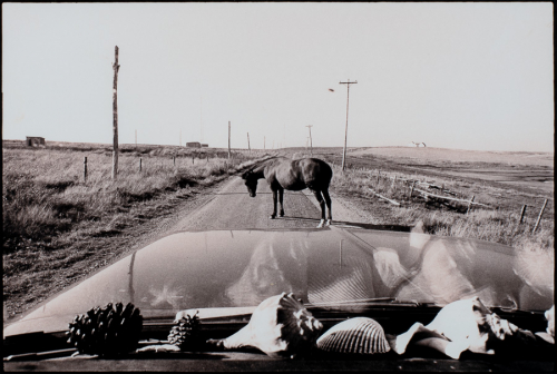 Viewpoint from within a car; dash has seashells and there is a horse in the middle of the road