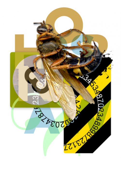 A colorful montage dominated by a wasp and a block of horizontal yellow and black bands