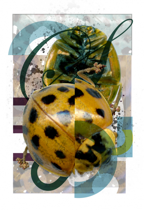 A digital montage dominated by images of the top and underside of a lady beetle