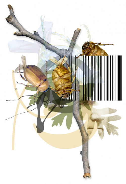 A digital montage in which a twig, a barcode, and three light brown beetles are featured