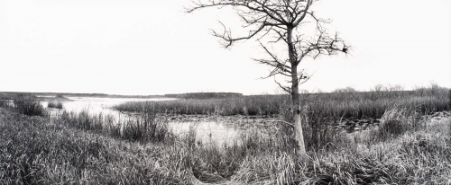 Lone, bare tree in foreground right of center.  Marsh area behind extending to left into horizon in center of image.