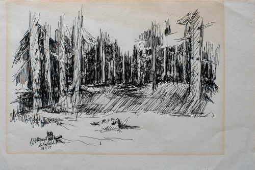 A loose ink drawing of a grove of trees.