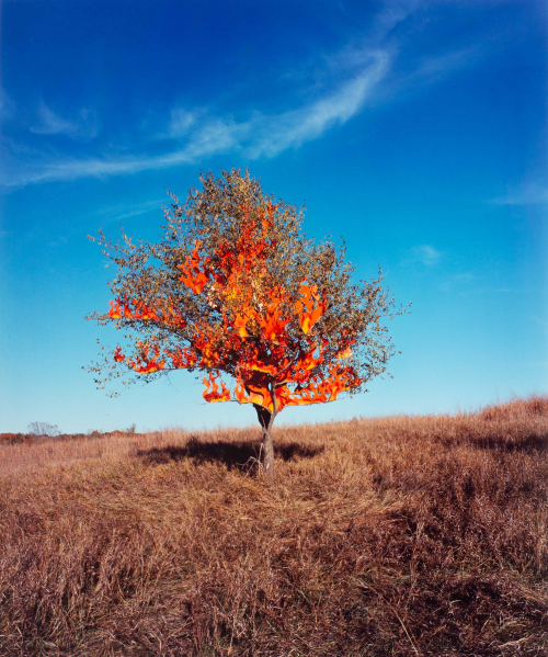View of a prairie field with a single tree against a dark blue sky. The tree is filled with red and yellow carboard flames.