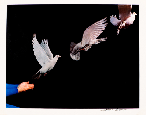 hands cuffed in blue fabric in lower left corner, blurred due to several exposures, releasing a pigeon exposed three times