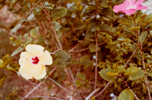 Close-up of flower bushes; yellow flower with fuchsia center in LL, pink flower in UR