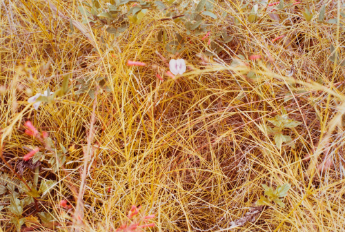 Close-up of pale green grass.  Lilac and salmon-colored flowers and green plants throughout, especially along top