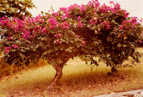 Tree with fuchsia flowers.  Trunk left of center along lower edge and foliage extending to sides and top.