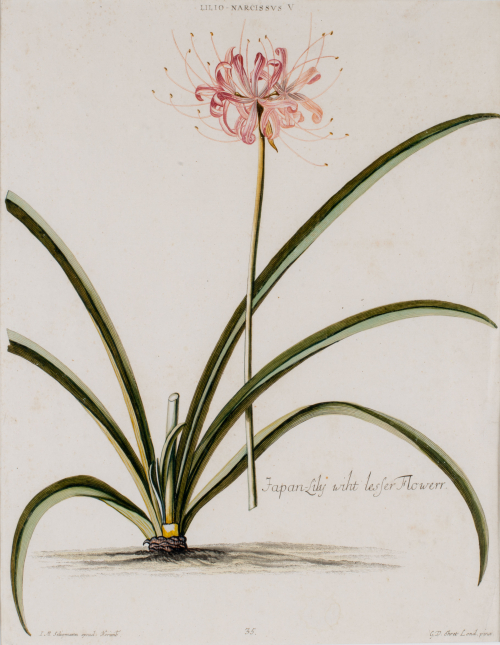 multi-petaled pink lily on a stem separated from its leafy base, all of which is presented on a white ground. 