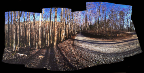 A photograph of a bend in a gravel road in a forest of leafless trees. 