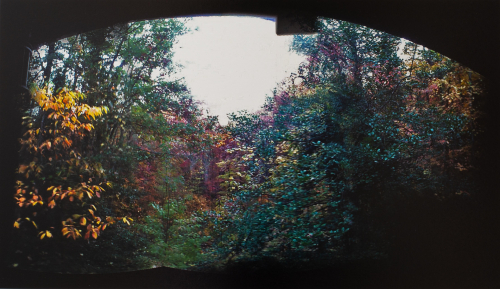 A photograph of a blurry autumn scene of trees. 
