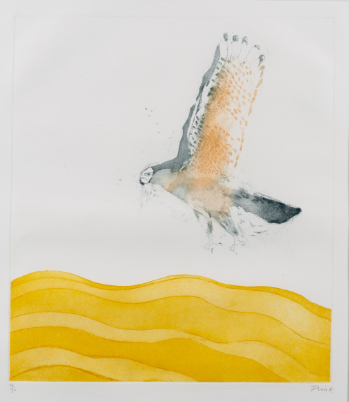 A hawk in flight over a yellow landscape