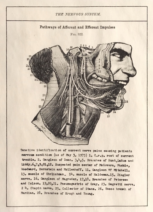 A bordered image featuring an anatomy diagram of a dissected human face