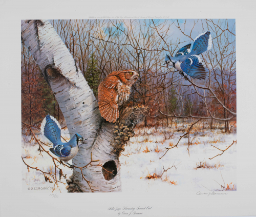 color illustration of two blue jays taunting an owl  