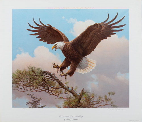 color illustration of eagle 