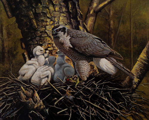 A color illustration of a hawk in a nest with babies. 