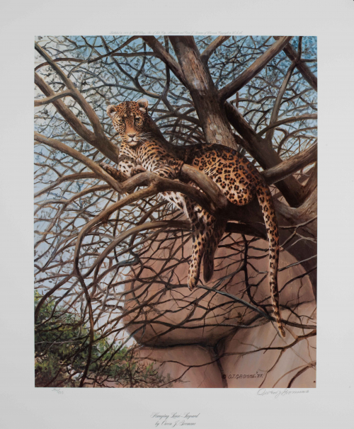 Color illustration of Leopard resting on tree branch. 
