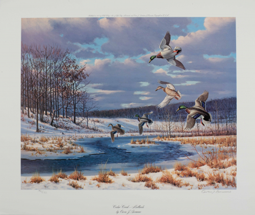 Color illustration of mallards flying over stream in winter. 