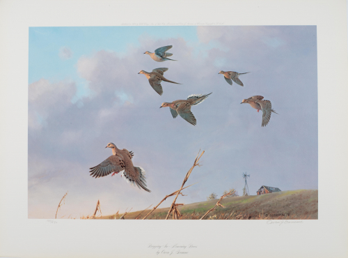 color illustration of Morning Doves flying
