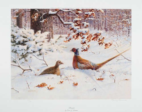 color illustration Pair of pheasants in snow with wooded area in the background. 