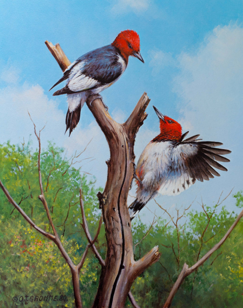 A color Illustration of two red-headed woodpeckers on a branch. 