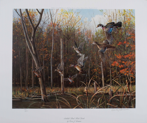 color illustration of  Wood ducks landing on water, surrounded by woods.