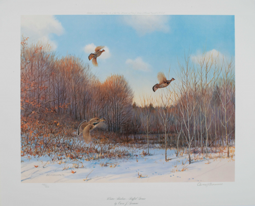 Ruffed grouse flying in winter with wooded area in background.  