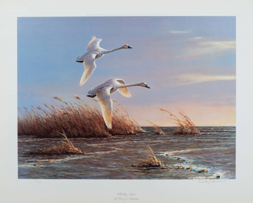 color illustration of swans flying low near water