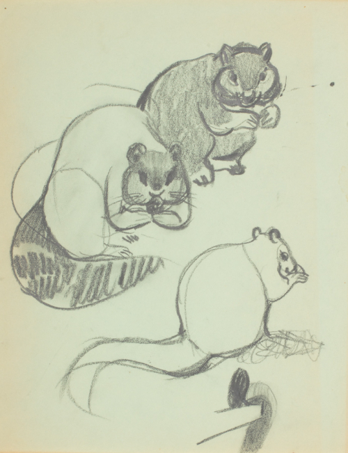 Several sketches of tree squirrels.
