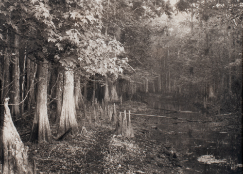 Cypress trees lining a stream, which extends from the lower left to the center.  A branch reaches from the upper right to left