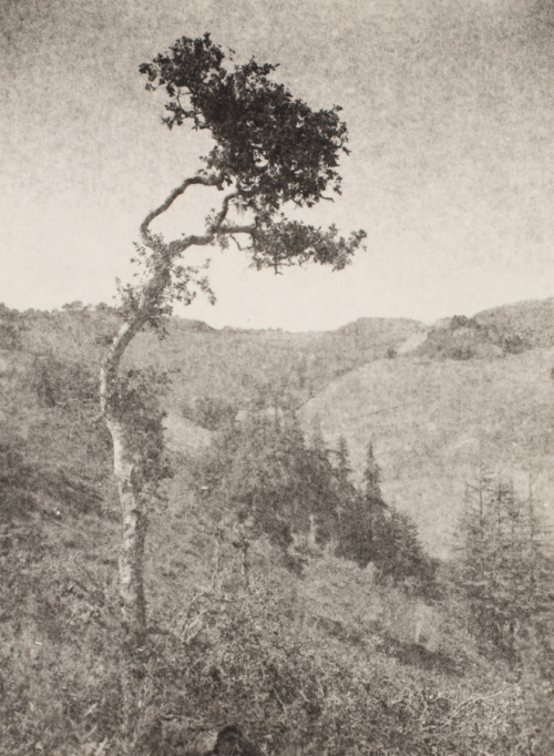Hills, trees, and other vegetation in lower area, with sky above it; tree in foreground along left side that fills entire length