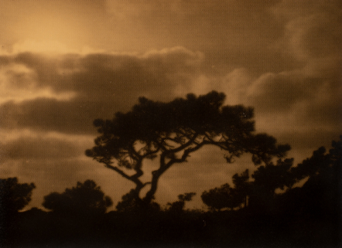 Solid dark area along lower edge. Silhouette of single tree in center of image in foreground. Cloud-filled sky in background