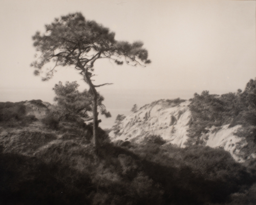 Tree near edge of cliffs by ocean 