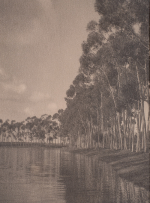 Row of trees extending from right receding back into picture plane. Body of water in LL in which trees are reflected