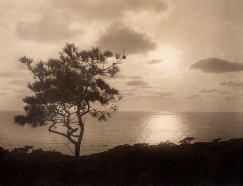Silhouette of land and vegetation along lower edge with tree in left half of image. Water in background with sun reflected