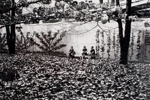 Plants in lower half of image, wall in upper half with trees and bushes in front. Bench with three seated women in center. 