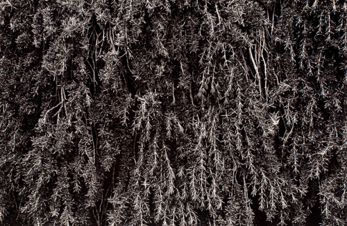 Close-up view of an evergreen tree that fills entire image