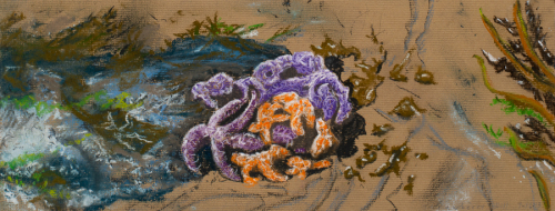a circular grouping of purple and orange starfish (center) at the edge of a tidal pool (left) with sand and seaweed (right).