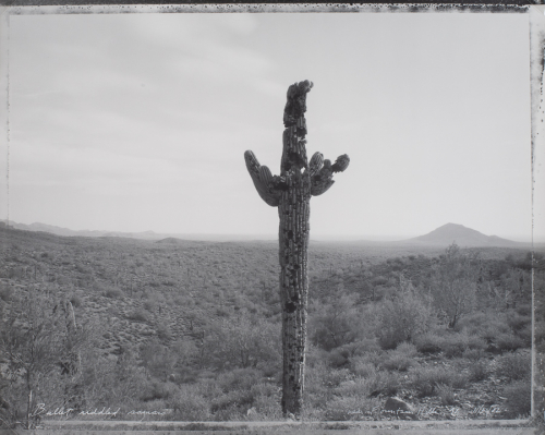Saguaro Cactus in extreme foreground, just right of center and extending nearly to top of image. 