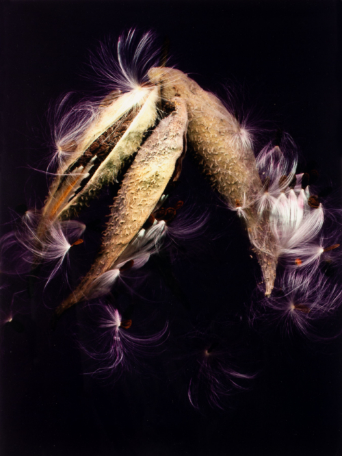 A color image of three milkweed pods and their seeds on a black background