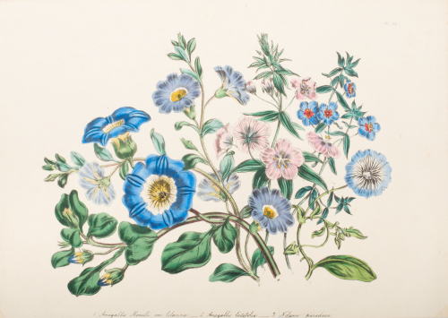 Illustration of Floral stems (blue, lavender, pink flowers); blue and pink bouquet of flowers; numbered and labeled at bottom