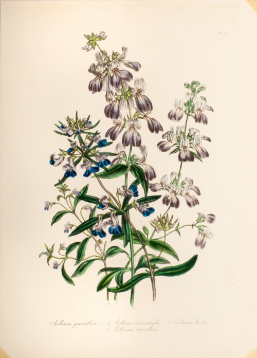 Illustration of four floral stems (purple and blue), numbered and labeled; 'No. 41' written at upper right corner