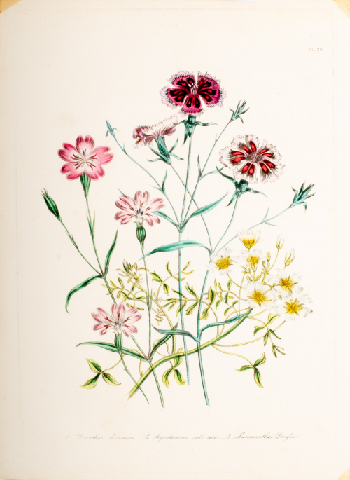 Illustration of floral stems (pink, red, yellow); pink, red, and yellow bouquet of flowers; numbered and labeled