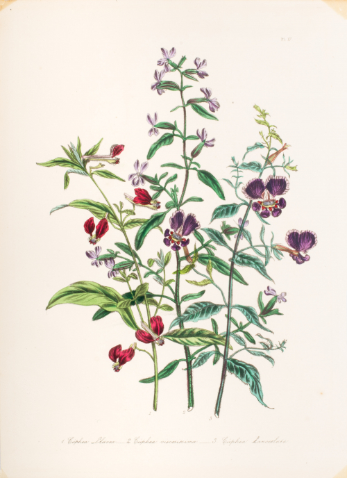 Illustration of floral stems (purple, pink, white) numbered and labeled; purplish bouquet of flowers