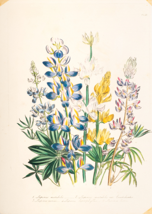 Illustration of multicolored floral stems - blue, yellow, and pink bouquet of flowers; numbered and labeled at bottom