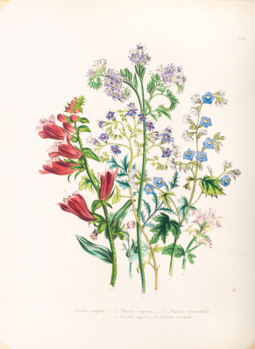 Illustration of Six floral stems (pink, blue, purple, red); purple, blue, and magenta bouquet of flowers; numbered and labeled