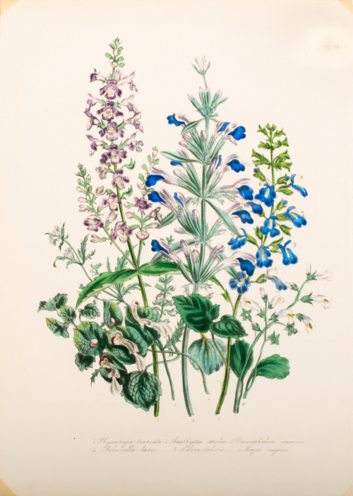 Illustration of six floral stems; purple and blue bouquet of floweres;  all numbered and labeled.