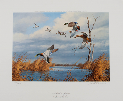 color illustration Mallards in flight over marsh.  
