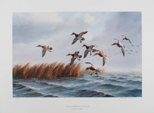 Color illustration of Ducks flying over water with reeds in background